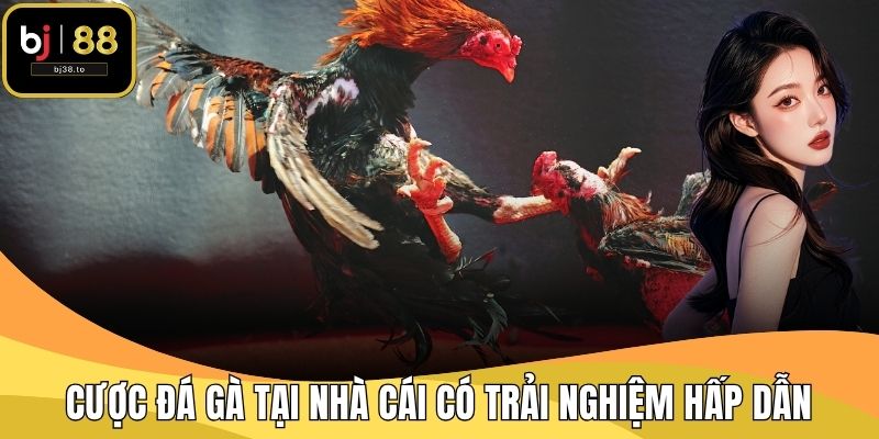 Cược đá gà tại nhà cái có trải nghiệm hấp dẫn