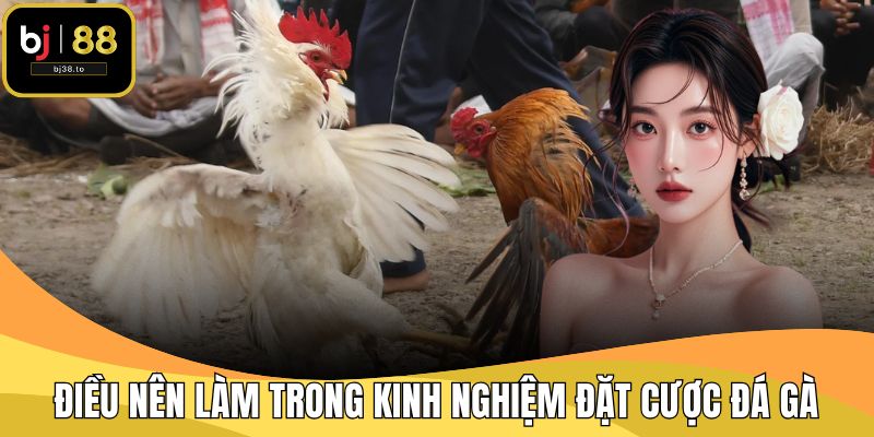 Điều nên làm trong kinh nghiệm đặt cược đá gà