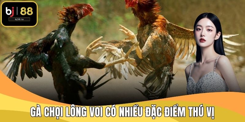 Gà chọi lông voi có nhiều đặc điểm thú vị